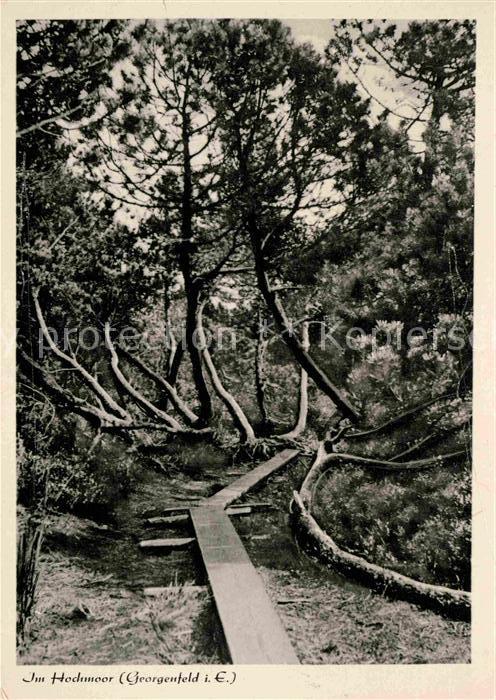 Georgenfeld Hochmoor