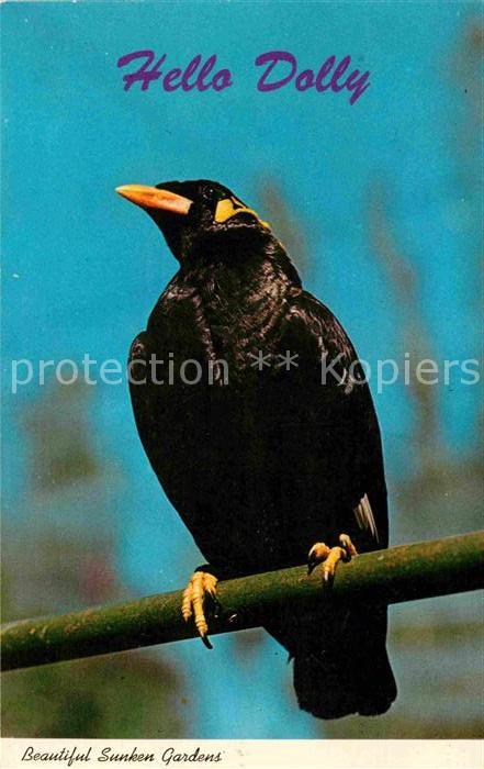 Voegel Birds Oiseaux Uccelli Pajaros-- Mina Bird Sunken Gardens St. Petersburg F