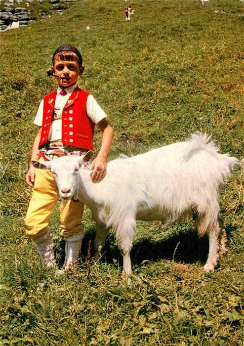 Ziege Sennenbub Appenzellertracht