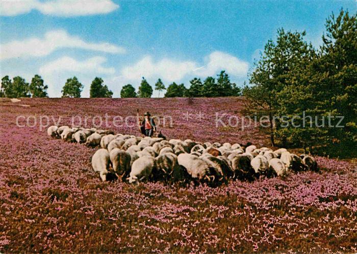 Schafe Heidschnuckenherde Wietzer Berg Naturpark Suedheide