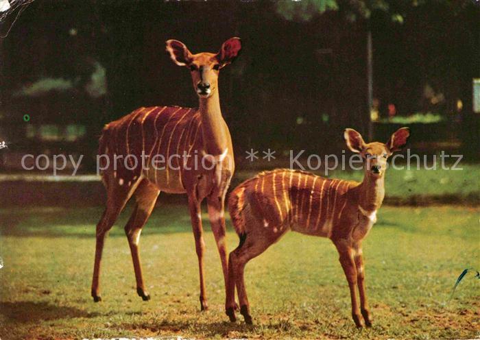 Zoo Dresden Nyala-Antilopen mit Jungtier