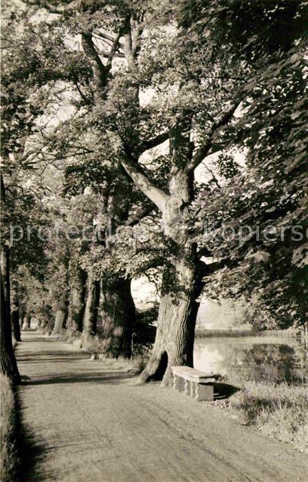 Waldenburg Sachsen Eichenallee