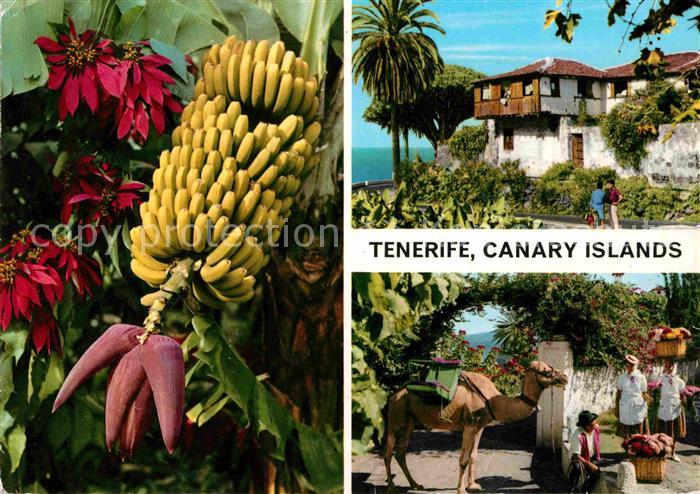 Tenerife Bananenstaude Camel