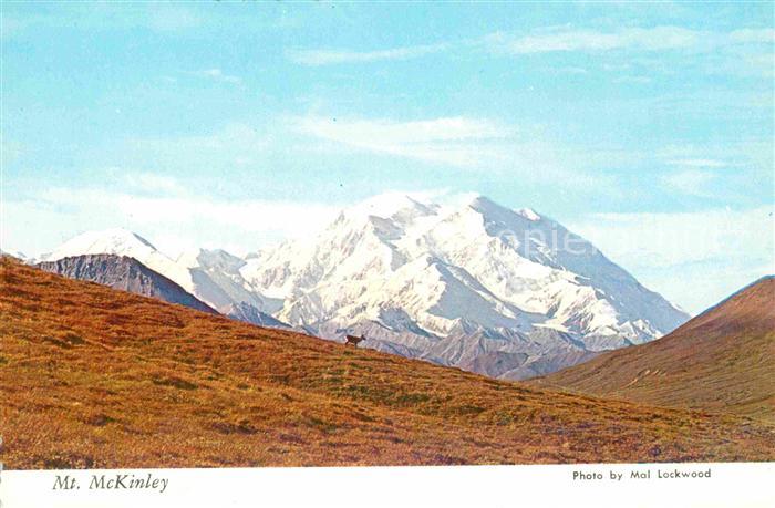 Mount McKinley Alaska showing a lone Caribou in foreground Denali National Park