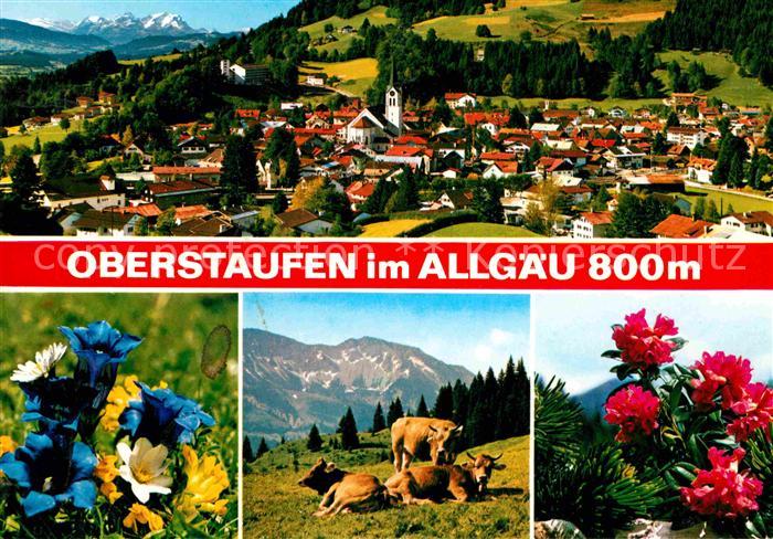Oberstaufen Oberallgaeu Bayern Gesamtansicht mit Alpenpanorama Almvieh Kuehe Bl