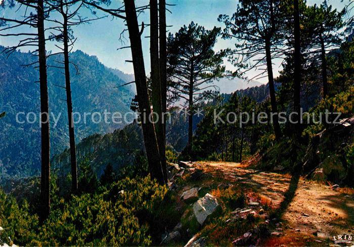 Venaco Foret de Cervello