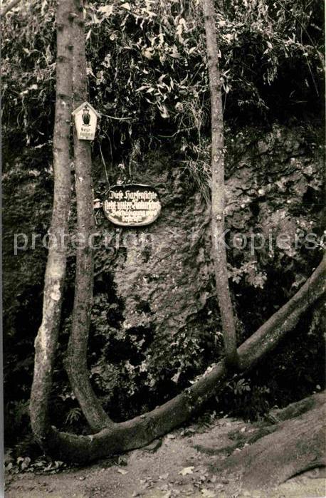 Baeume Trees Harfenfichte Bielatal Sächsische Schwei