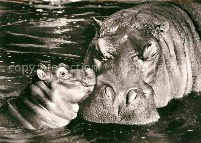 Tiere Flusspferdweibchen und Kalb