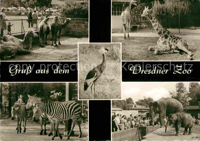 Zoo Dresden Kamele Giraffeb Zebras Elefanten