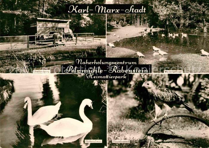 Schwan Hoeckerschwan Maeusebussard Shetlandpony Pelzmuehle-Rabenstein