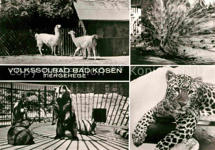 Baeren Leopard Pfau Lamas Bad Koesen Tiergehege