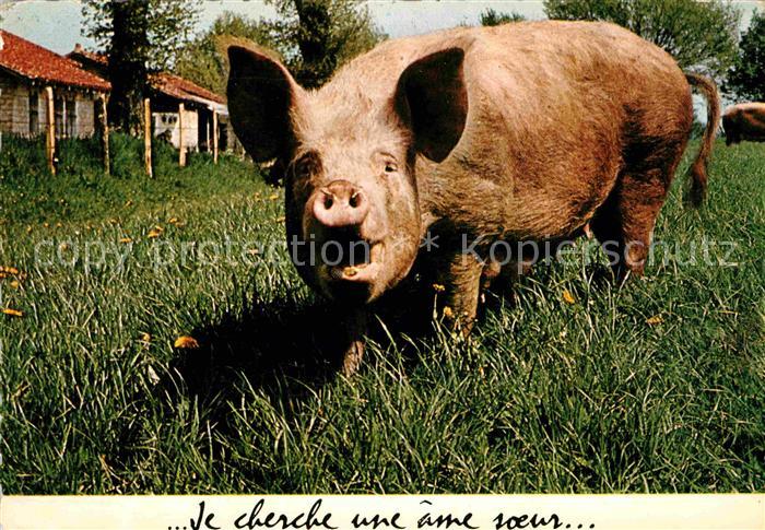 Schweine