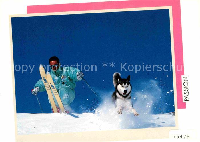 Skifahren Husky