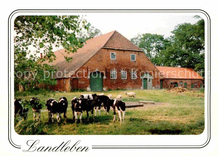 Kuehe Bauernhaus Landleben