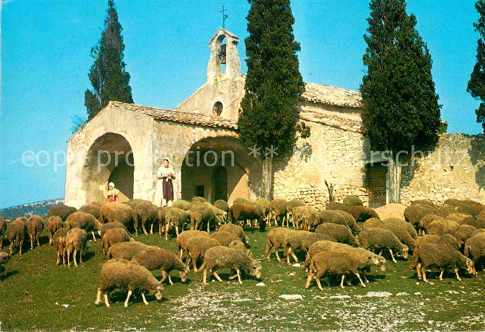 Eygalieres Moutons devant la Chapelle St Sixte
