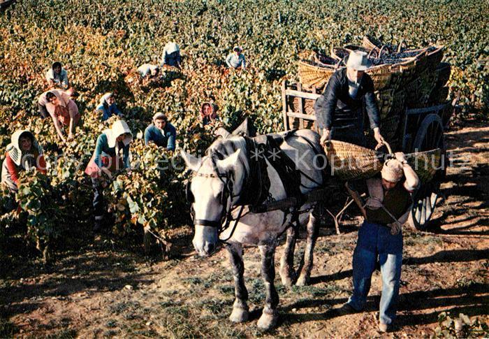Beaune Cote d Or Burgund Scene de Vendanges au domaine Patriarch