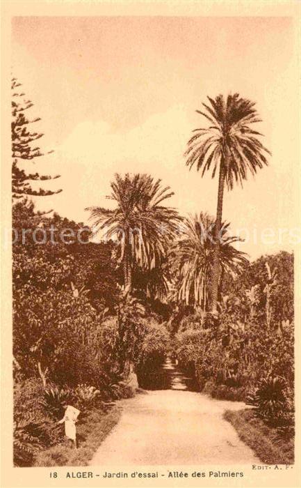 Alger Algerien Jardin d essai Allee des Palmiers