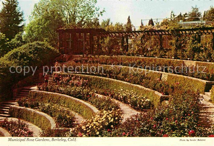 Berkeley California Municipal Rose Gardens