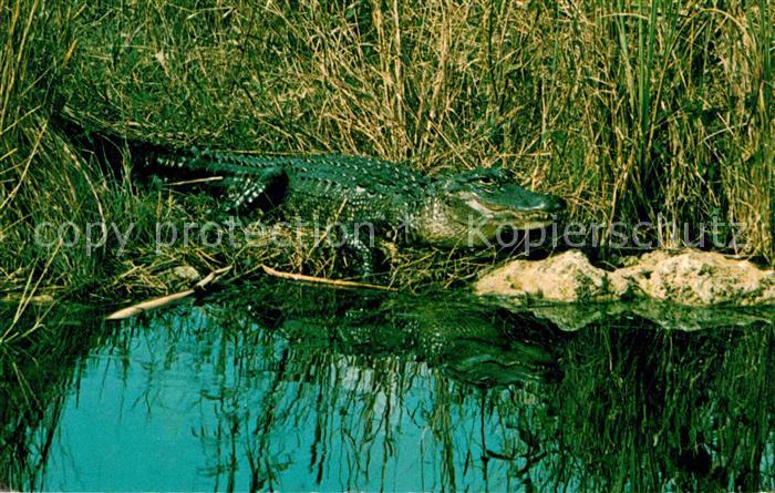Krokodile Alligator Everglades National Park Florida