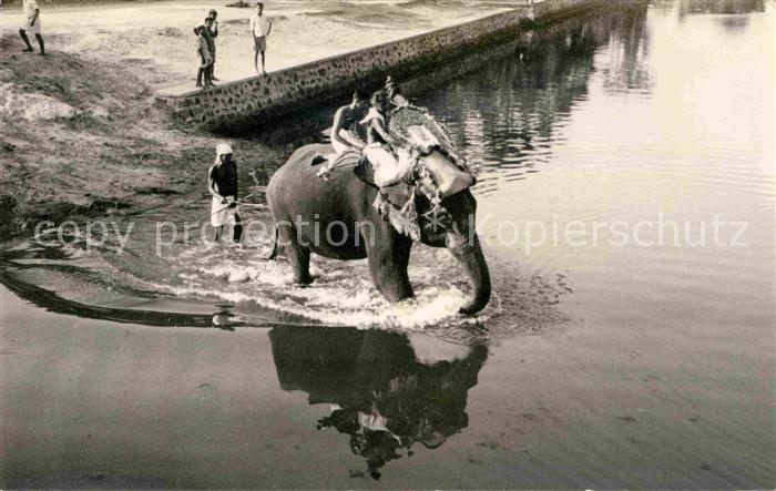 Elefant Ernakulam Indien