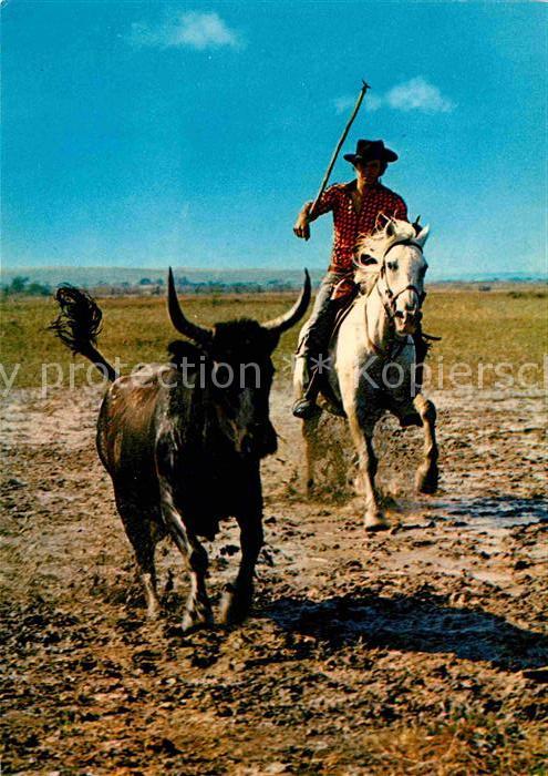 Pferde Camargue Gardian Poursuite Taureau