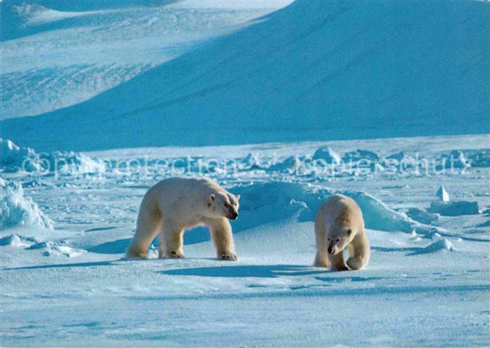 Eisbaer Norway Svalbard Isbjornpar