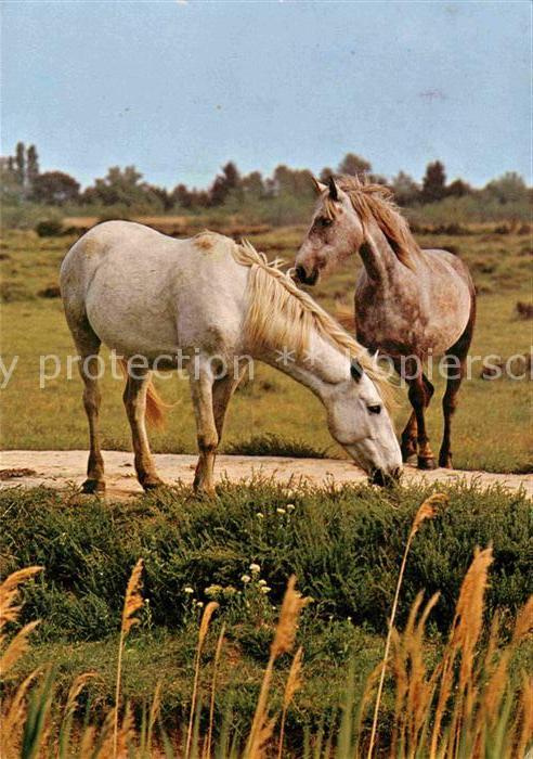 Pferde Camargue Chevaux Horses