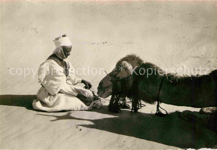 Kamel  Camel Chameau Frugal Repas Randonnee Algerie