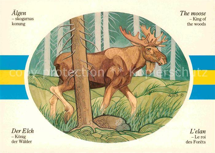 Elch aelgen Moose Elan