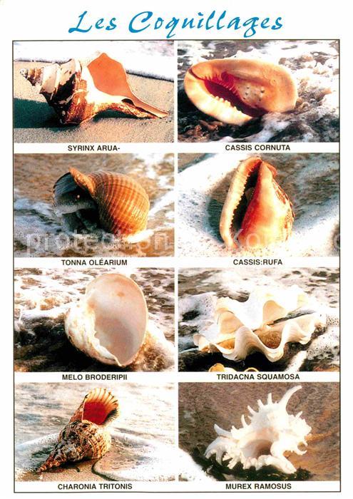 Meerestiere Muschel Coquillages Syrinx Arua Cassis Rufa Charonia Tritonis