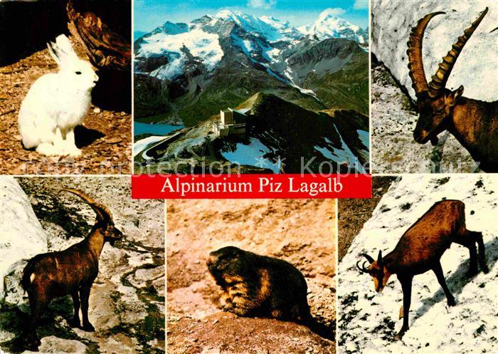 Tiere Alpinarium Piz Lagalb Gemse Steinbock Schneehase Murmeltier