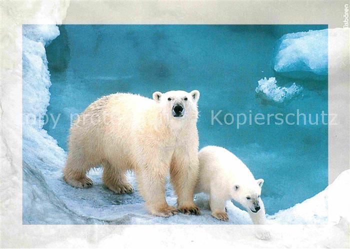 Eisbaer