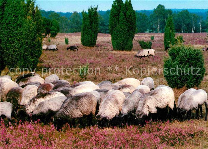 Schafe Heidschnucken Lueneburger Heide
