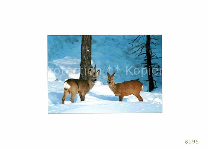 Reh Chevreuils Roe deer