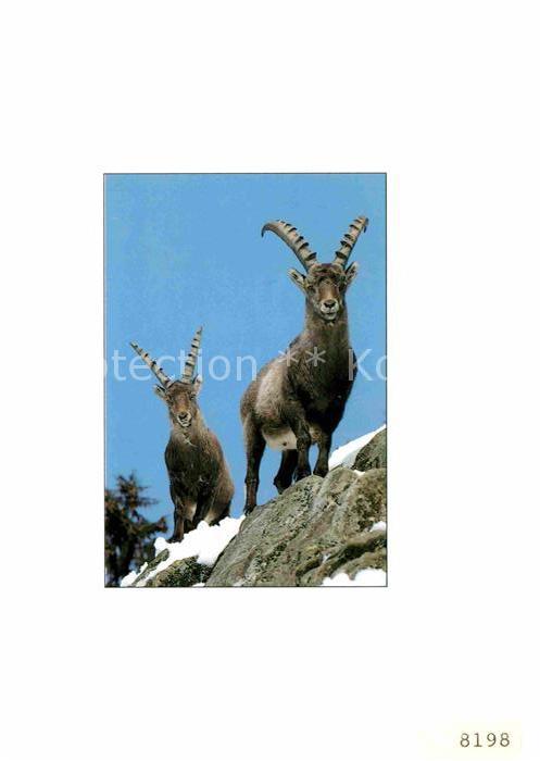 Steinbock Bouquetin Ibex