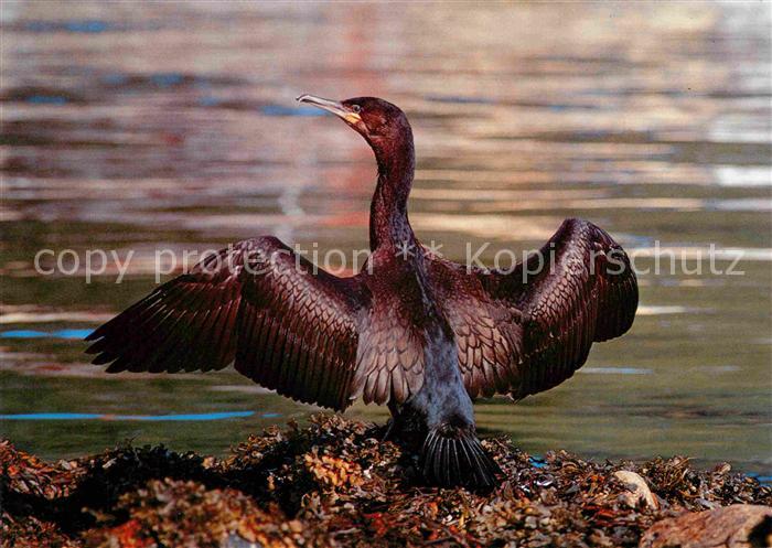 Voegel Kormoran Phalacrocorax Carbo Storskarv