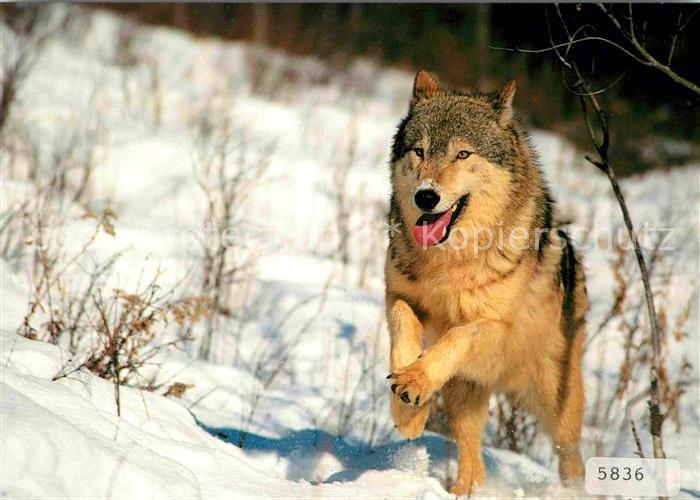 Wolf Tiere Canis lupus Loup commun Gray wolf