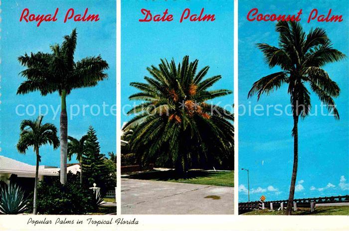 Palmen Florida Royal Palm Date Palm Coconut Pa