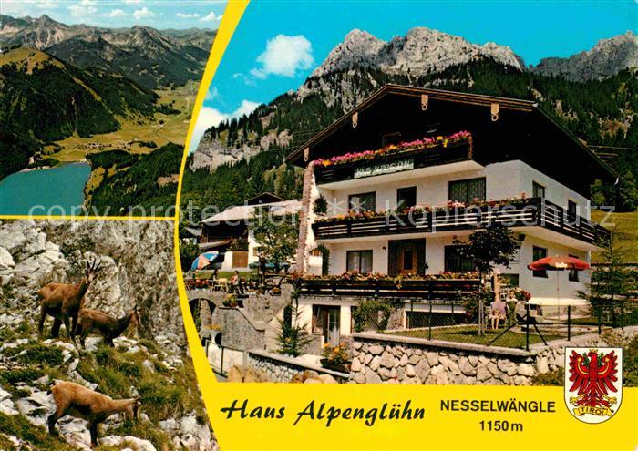 Nesselwaengle Tirol Pension Haus Alpengluehn mit Rotflueh Tannheimer Berge Gemse