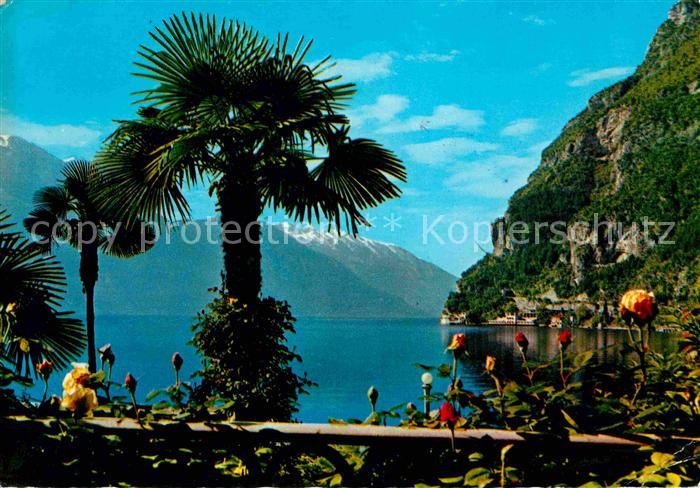 Riva del Garda Motivo Uferpartie am Gardasee Palmen