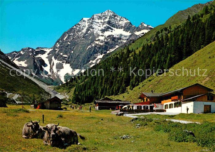 Stubaital Alpengasthaus Pinnisalm im Pinnistal Kuehe Blick zum Habicht Stubaier