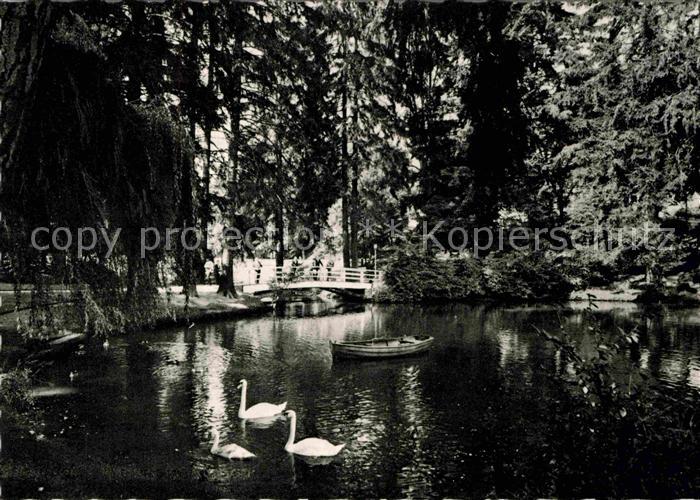 Schwalbach Bad Weiher Kurpark Schwaene