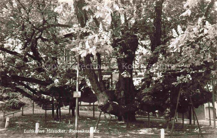 Hitzacker Elbe Niedersachsen Riesenkastanie Baum Park Luftkurort Elbe