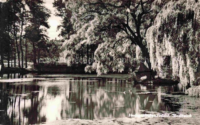 Heiligenhafen Ostseebad Schleswig-Holstein Stadtteich Teich Trauerweide Spiegelu