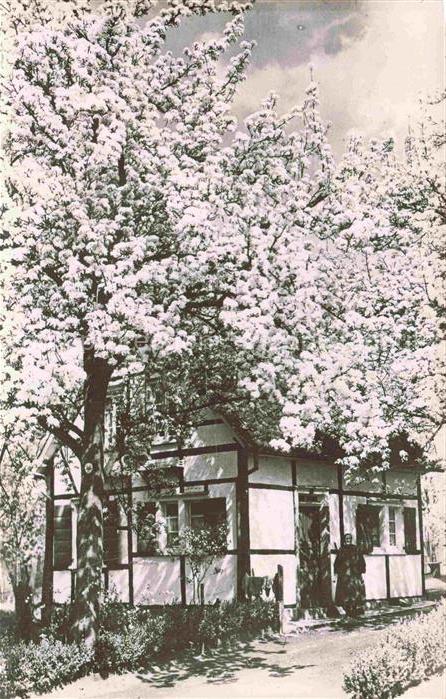 Barmen Elberfeld WUPPERTAL Kirschbluete Fachwerkhaus Obstbaeume Bluete Garten Fr