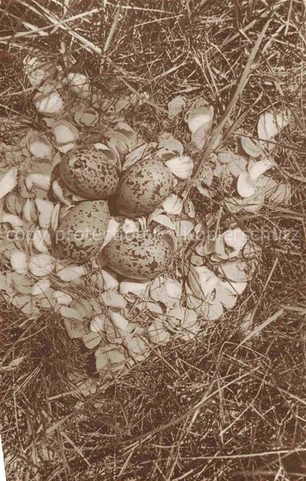 Voegel Birds Oiseaux Uccelli Pajaros-- Muschelnest des Austernfischers