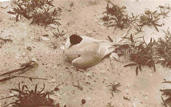 Voegel Birds Oiseaux Uccelli Pajaros-- Bruetende Kuestenseeschwalbe