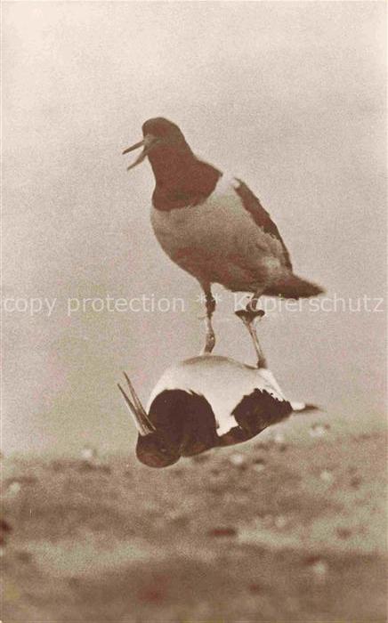 Voegel Birds Oiseaux Uccelli Pajaros-- Schreiender Austernfischer