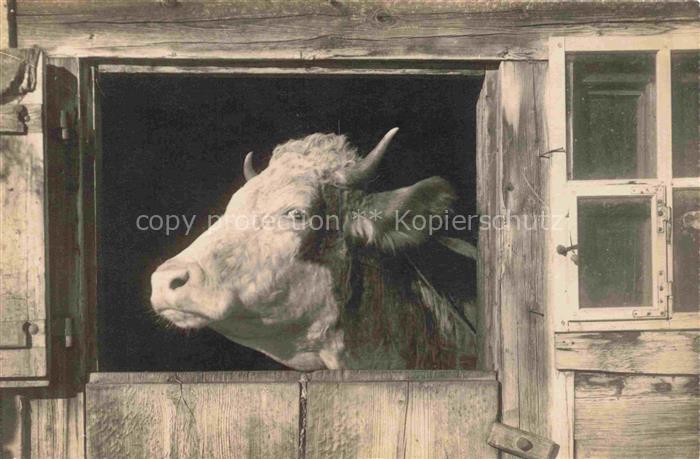 Kuehe Sehnsuechtiger Ausguck