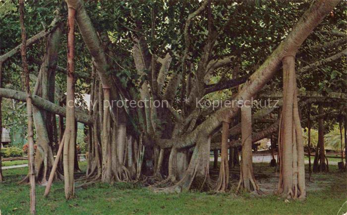 Baeume Trees Arbres Arboles Moana Hotel Banyan Tree Indian Hawaii Honolulu
